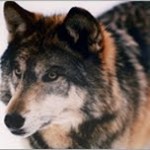 Congrats to Lakota Wolf Preserve Photo Contest Winners!