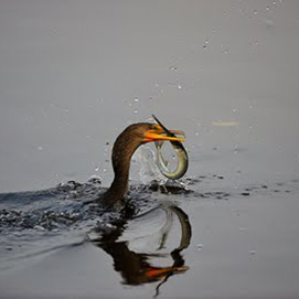 Nikon AF-S Nikkor 500mm f/4G ED VR Autofocus Lens Review