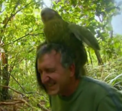 Watch an Extremely Rare Parrot Mistake a Photographer For a Mate