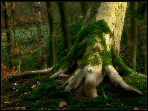 Go Green – Photographing Trees