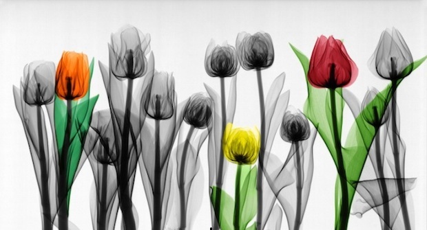Ever seen X-ray photographs of plants and animals?