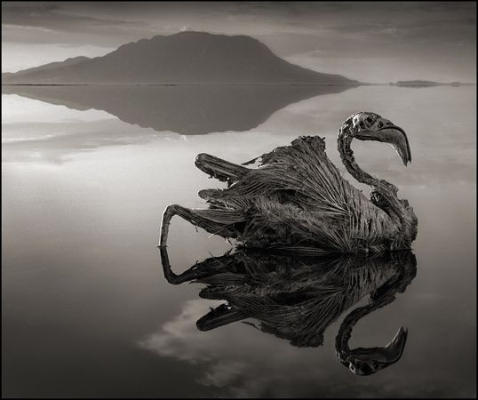 Amazing pictures of Calcified Animals by Nick Brandt