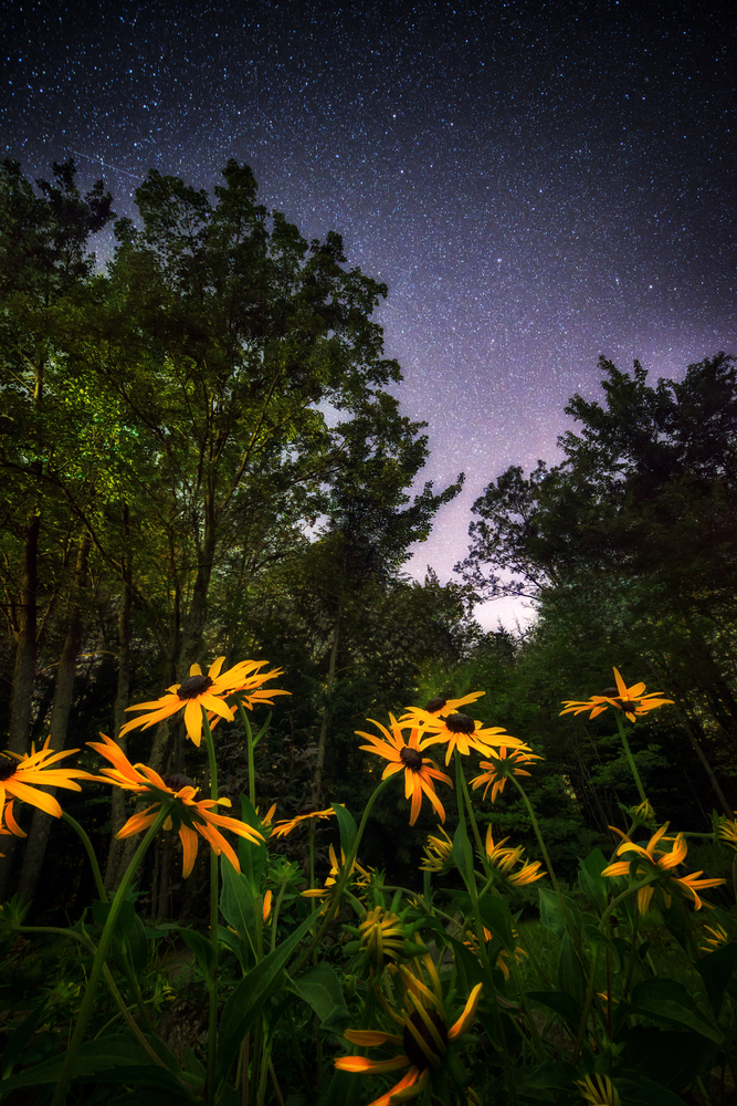 In the limelight: 10 Cameras excellent for low light photography in