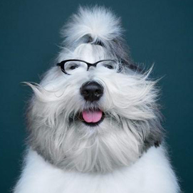 Dog's Joy: A positive approach to the shooting of our ‘smaller brothers’