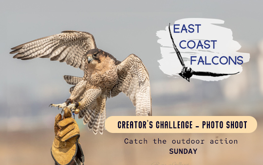 East Coast Falcons