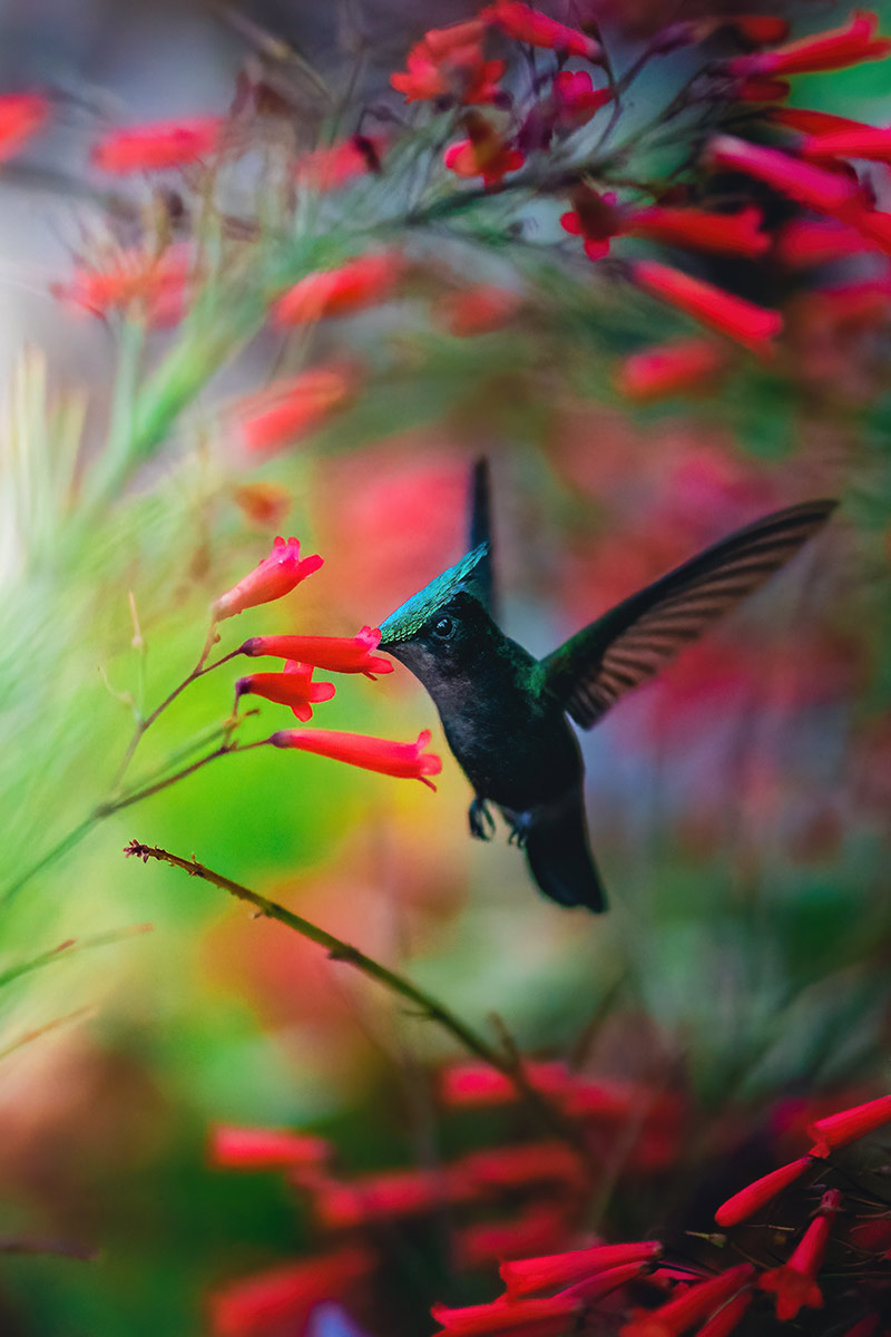 Hummingbird Photo
