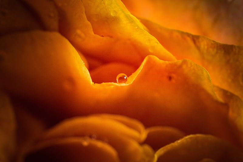 macro photography